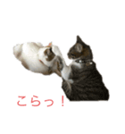 かわいい猫ネコ（個別スタンプ：5）