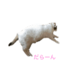 かわいい猫ネコ（個別スタンプ：6）