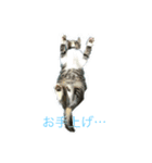 かわいい猫ネコ（個別スタンプ：8）