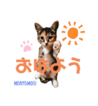 もにょもふ 子猫編1（個別スタンプ：1）