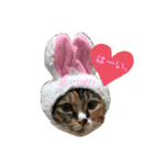 もにょもふ 子猫編1（個別スタンプ：5）