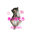 もにょもふ 子猫編1（個別スタンプ：8）