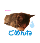 もにょもふ 子猫編1（個別スタンプ：10）