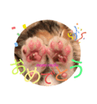 もにょもふ 子猫編1（個別スタンプ：16）