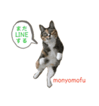 もにょもふ 子猫編1（個別スタンプ：22）