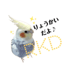オカメインコ＆桜文鳥きもち伝えるスタンプ（個別スタンプ：1）