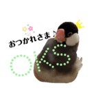 オカメインコ＆桜文鳥きもち伝えるスタンプ（個別スタンプ：3）