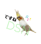 オカメインコ＆桜文鳥きもち伝えるスタンプ（個別スタンプ：4）