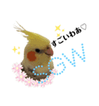 オカメインコ＆桜文鳥きもち伝えるスタンプ（個別スタンプ：7）