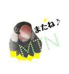 オカメインコ＆桜文鳥きもち伝えるスタンプ（個別スタンプ：13）