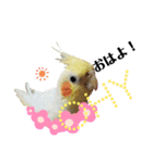オカメインコ＆桜文鳥きもち伝えるスタンプ（個別スタンプ：15）