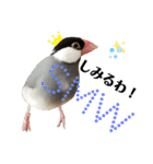 オカメインコ＆桜文鳥きもち伝えるスタンプ（個別スタンプ：19）