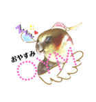 オカメインコ＆桜文鳥きもち伝えるスタンプ（個別スタンプ：20）