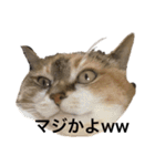 ぎんさんと、リリーさん（個別スタンプ：2）