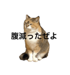 ぎんさんと、リリーさん（個別スタンプ：6）