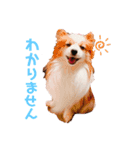 らっきたん（個別スタンプ：1）