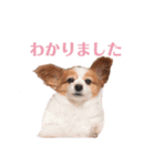 らっきたん（個別スタンプ：2）