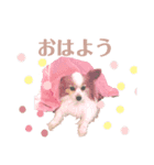 らっきたん（個別スタンプ：3）