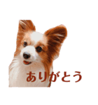 らっきたん（個別スタンプ：5）