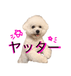 ♡コットン♡ver.2♡（個別スタンプ：1）