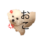 ♡コットン♡ver.2♡（個別スタンプ：5）