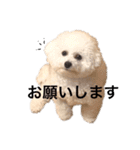 ♡コットン♡ver.2♡（個別スタンプ：6）