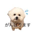 ♡コットン♡ver.2♡（個別スタンプ：7）