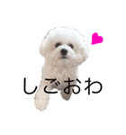 ♡コットン♡ver.2♡（個別スタンプ：12）