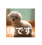 ♡コットン♡ver.2♡（個別スタンプ：20）