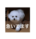 ♡コットン♡ver.2♡（個別スタンプ：21）