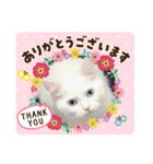 あいさつねこきち②（個別スタンプ：6）