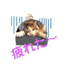 あいさつねこきち②（個別スタンプ：13）