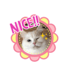 あいさつねこきち②（個別スタンプ：15）