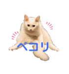 あいさつねこきち②（個別スタンプ：16）
