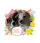 保護犬達のスタンプいろいろ（個別スタンプ：1）