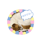 保護犬達のスタンプいろいろ（個別スタンプ：2）