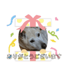 保護犬達のスタンプいろいろ（個別スタンプ：3）