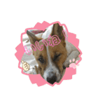 保護犬達のスタンプいろいろ（個別スタンプ：5）
