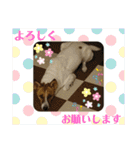 保護犬達のスタンプいろいろ（個別スタンプ：6）