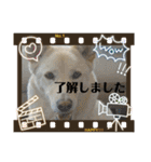 保護犬達のスタンプいろいろ（個別スタンプ：7）