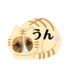 保護犬達のスタンプいろいろ（個別スタンプ：8）