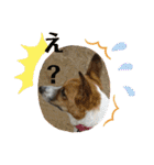 保護犬達のスタンプいろいろ（個別スタンプ：9）