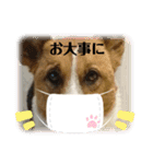 保護犬達のスタンプいろいろ（個別スタンプ：13）