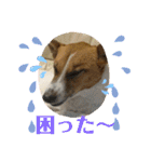 保護犬達のスタンプいろいろ（個別スタンプ：14）