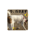 保護犬達のスタンプいろいろ（個別スタンプ：15）