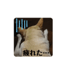 保護犬達のスタンプいろいろ（個別スタンプ：16）
