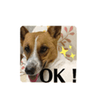保護犬達のスタンプいろいろ（個別スタンプ：17）