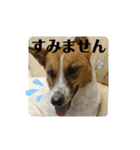 保護犬達のスタンプいろいろ（個別スタンプ：18）