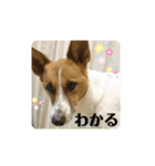 保護犬達のスタンプいろいろ（個別スタンプ：19）