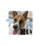 保護犬達のスタンプいろいろ（個別スタンプ：22）